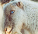 В Тульской области задержаны серийные похитители овец и баранов