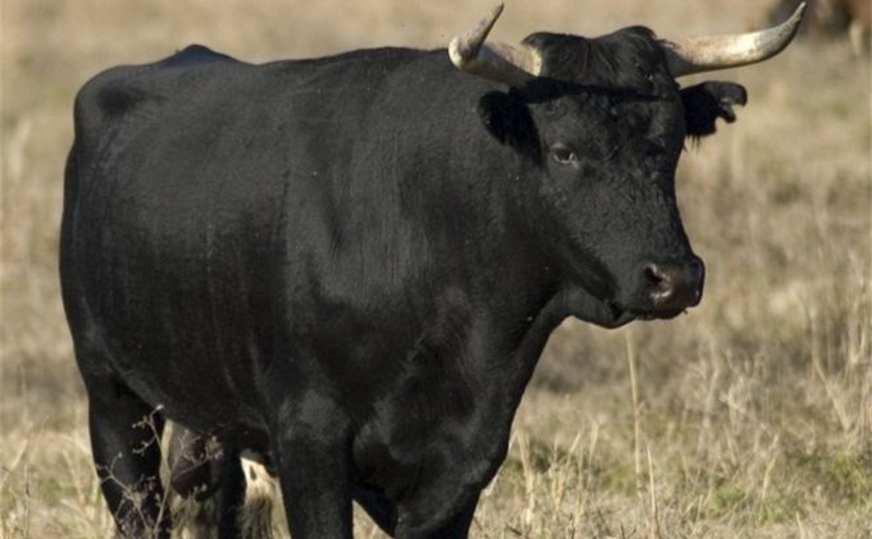 В Ясногорском районе разъяренный бык забодал мужчину