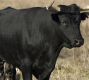 В Ясногорском районе разъяренный бык забодал мужчину