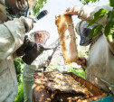 В Туле состоится собрание пчеловодов, пострадавших от массовой гибели пчёл