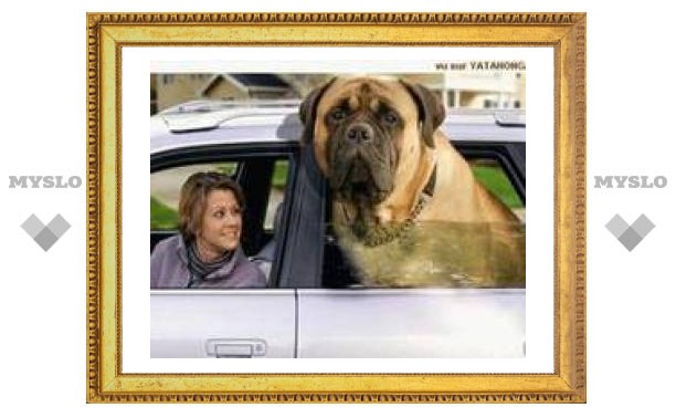 Угонщик не заметил на заднем сиденье автомобиля огромную собаку