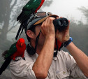 Наблюдения за птицами помогают бороться со стрессом