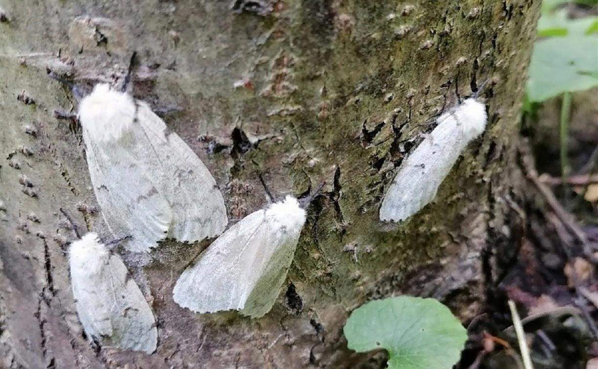 «Сидят неподвижно»: В Туле заметили нашествие странных бабочек