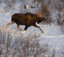 В России увеличат штраф за браконьерство