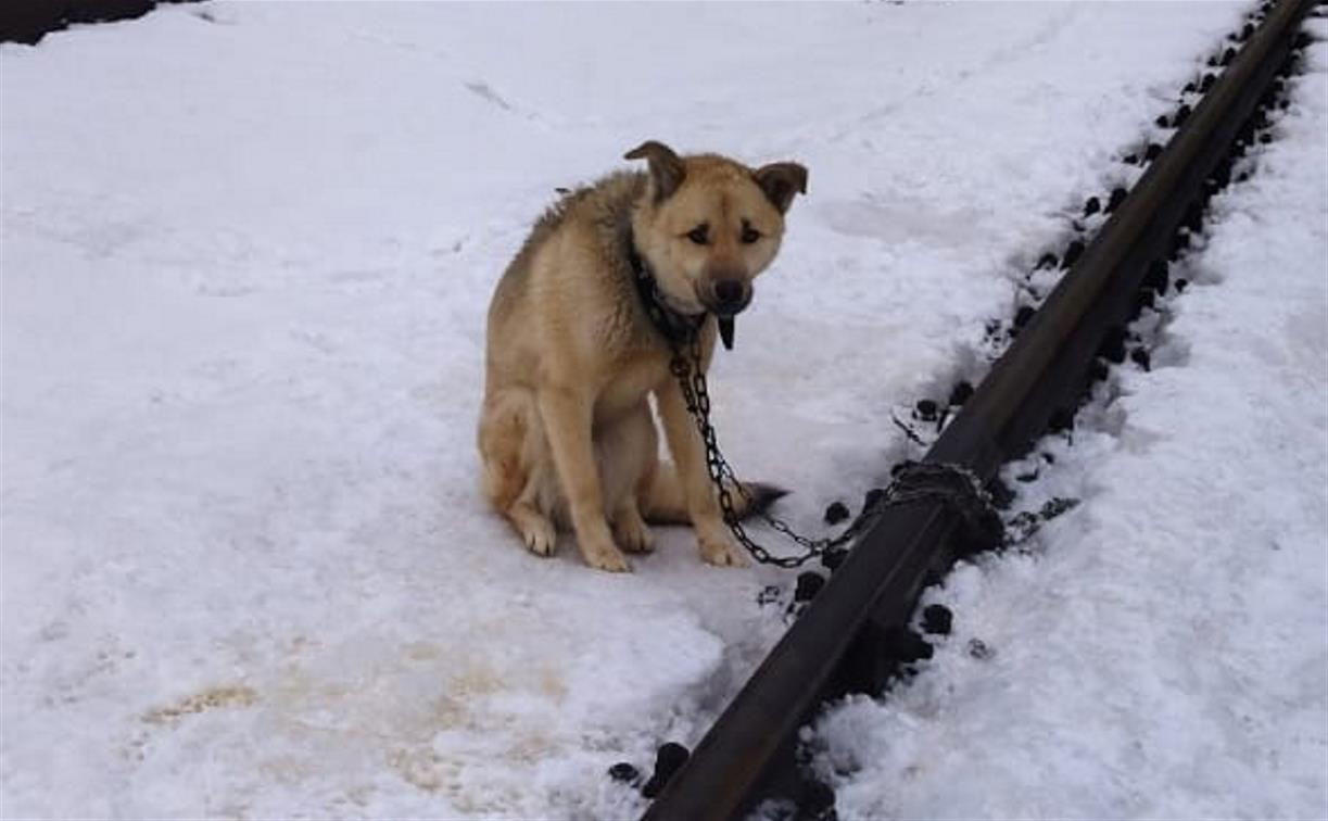 В Тульской области неизвестные привязали собаку к железнодорожным путям 