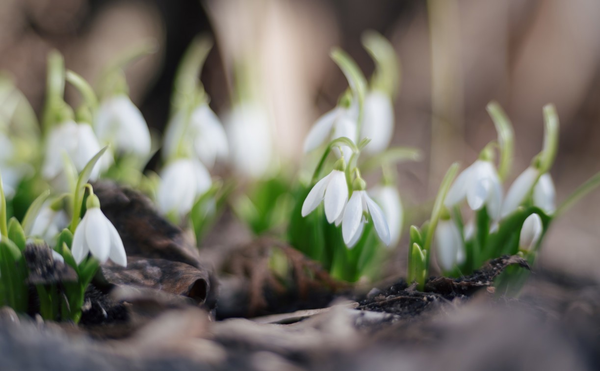 Туляков предупредили об уголовной ответственности за сорванные подснежники