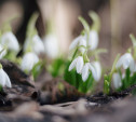 Туляков предупредили об уголовной ответственности за сорванные подснежники