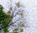 В субботу и воскресенье в Тульской области будет дождливо и прохладно