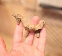 В историческом центре Тулы археологи нашли детские игрушки XVIII века
