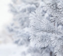 Погода в Туле 14 января: морозно и без осадков