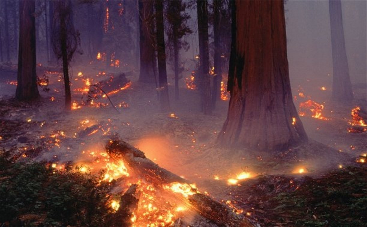 Три «Лесных патруля» помогут тушить пожары в Туле