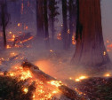 Три «Лесных патруля» помогут тушить пожары в Туле
