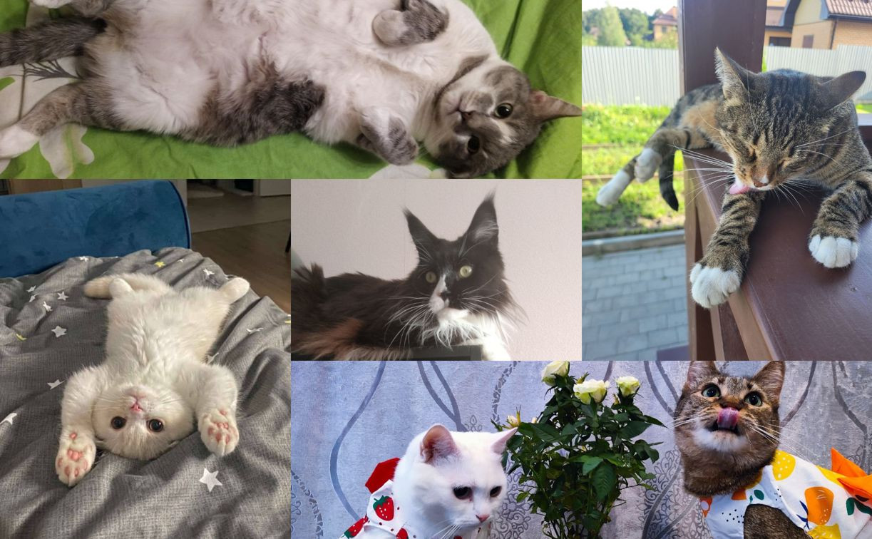 День кошек и котов: читатели Myslo поделились фотографиями своих любимцев