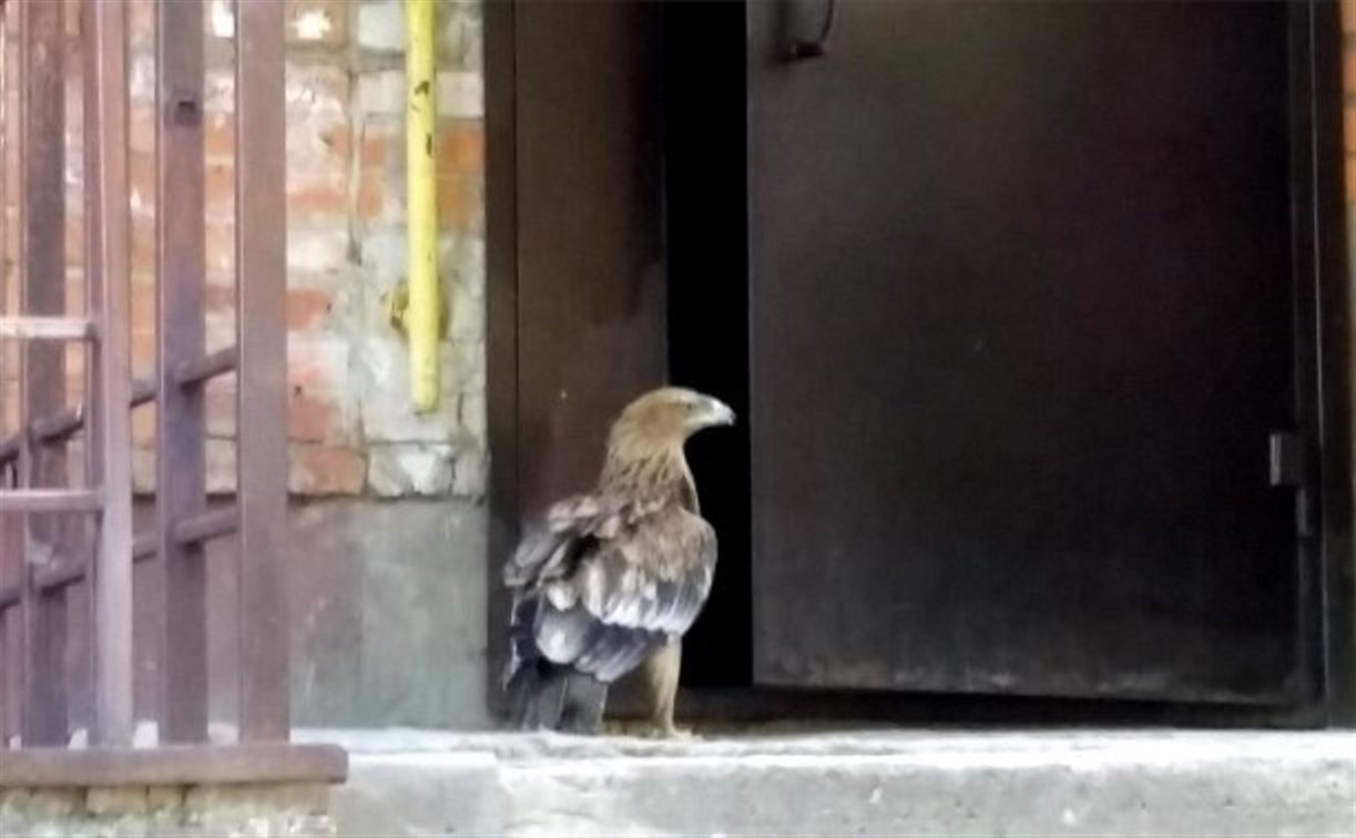 Орла-охранника подъезда передали в зооуголок Центрального парка