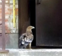 Орла-охранника подъезда передали в зооуголок Центрального парка