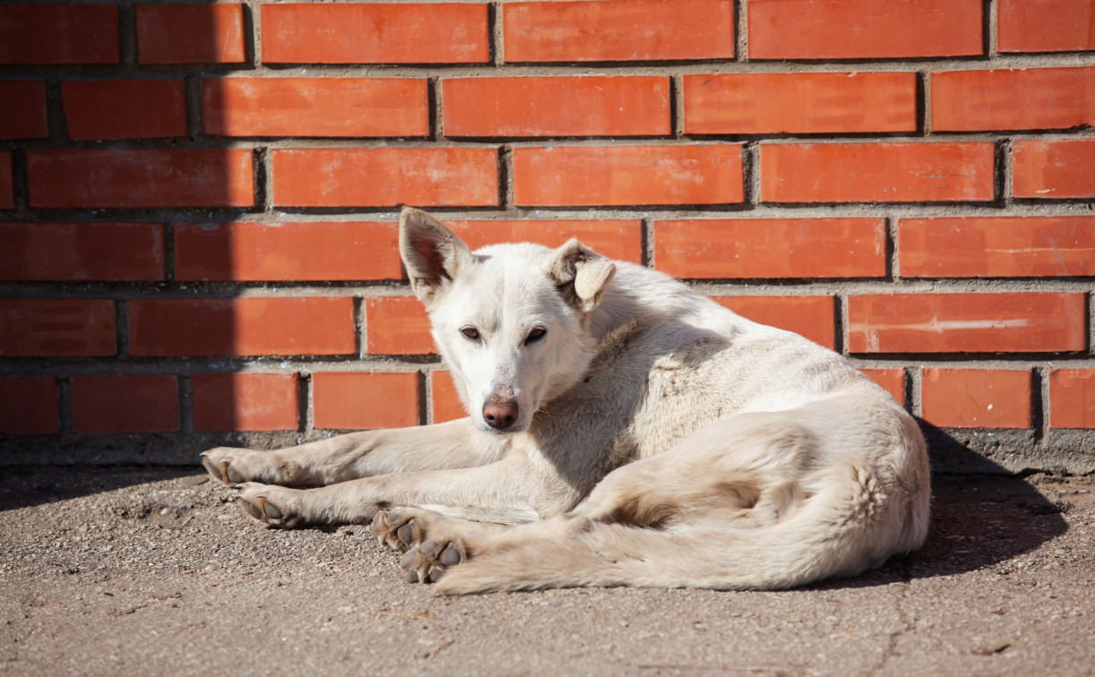 В Белёве бродячая собака покусала ребёнка: администрация заплатит моральную компенсацию