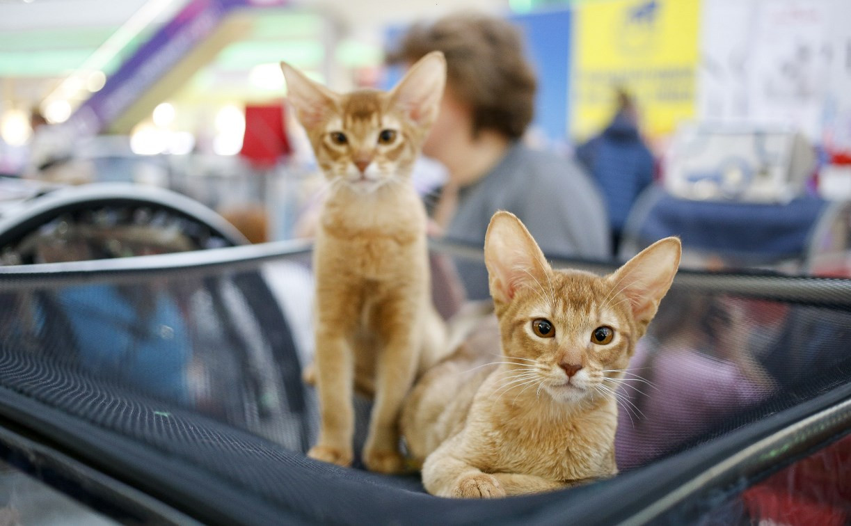 Выставка кошек в Туле: гордые сфинксы, большие мейн-куны и красавчики бенгалы
