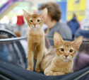 Выставка кошек в Туле: гордые сфинксы, большие мейн-куны и красавчики бенгалы