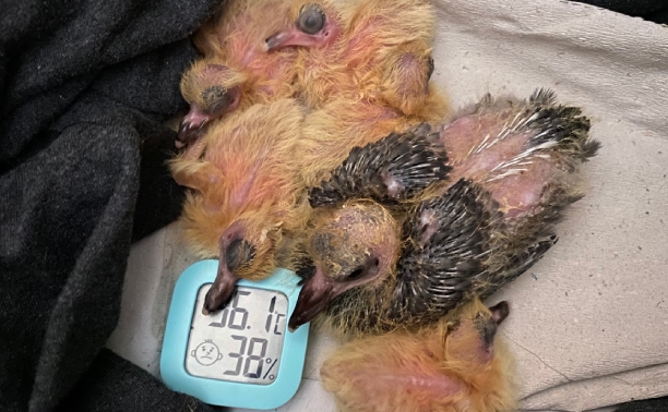 Туляки спасли более 70 птенцов голубей из замурованного чердака