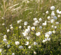 Желтые цветки адониса, гусиный лук и нежные фиалки: как цветет Куликово поле