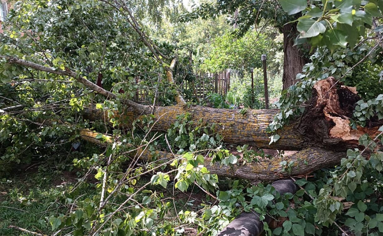 В Туле сильный ветер повалил 9 деревьев