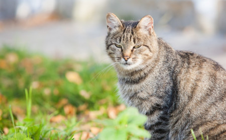 Жизнь Тулы и области