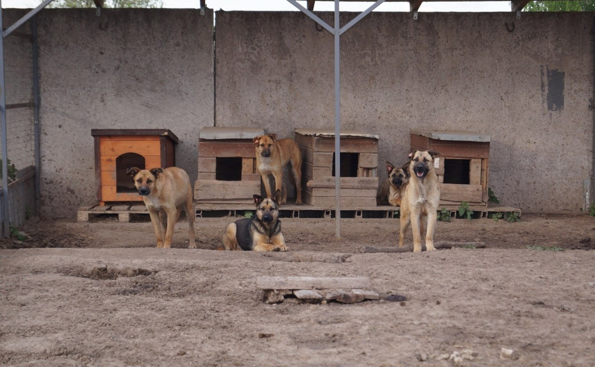 Полиция проверит ликвидацию приюта для животных в монастыре в Тульской области 