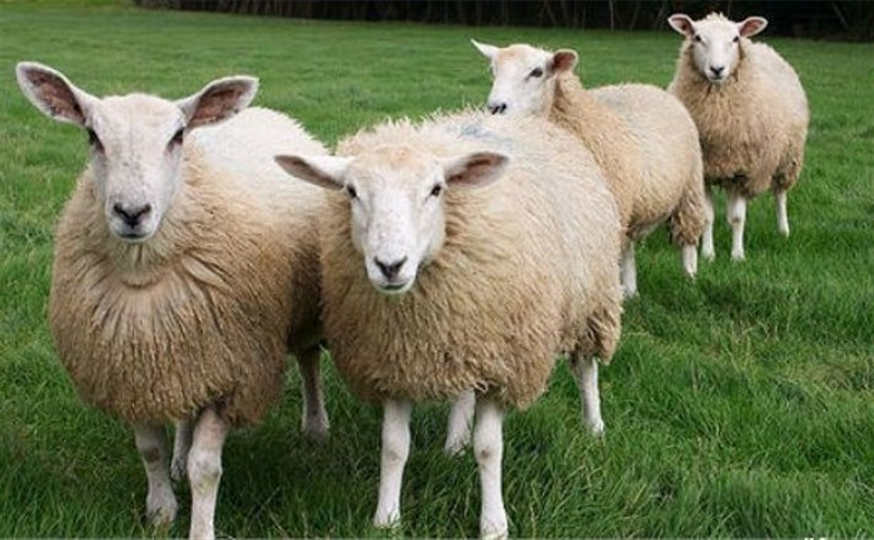 В Узловском районе полицейские задержали похитителя овец 
