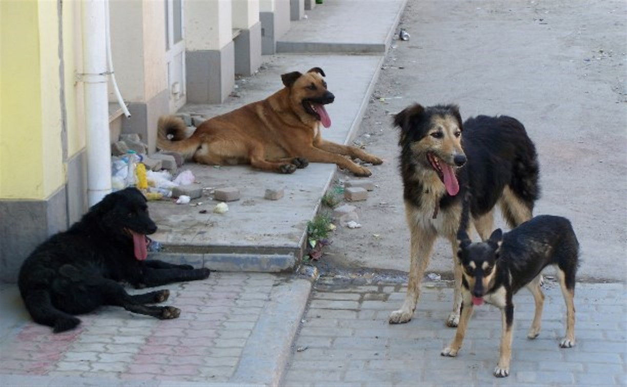 Прокуратура обязала администрацию Донского отловить бродячих собак