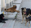 Прокуратура обязала администрацию Донского отловить бродячих собак