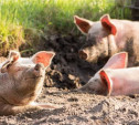 В Суворовском районе ввели карантин из-за африканской чумы свиней