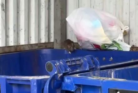 Тульский Роспотребнадзор наказал УК «Современник» за крыс на мусорной площадке