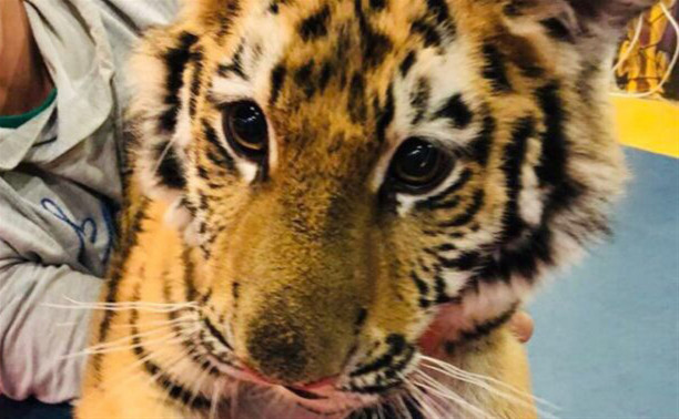 В Туле в контактном зоопарке издеваются над тигренком: видео