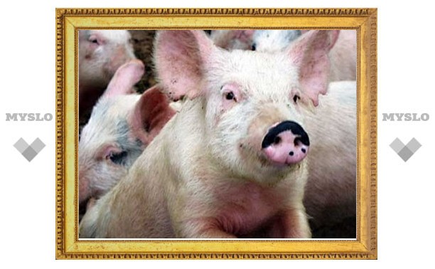 Свинья и баран станут призами на День города