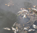 Жители Богородицка снова пожаловались на массовую гибель рыбы в городском пруду