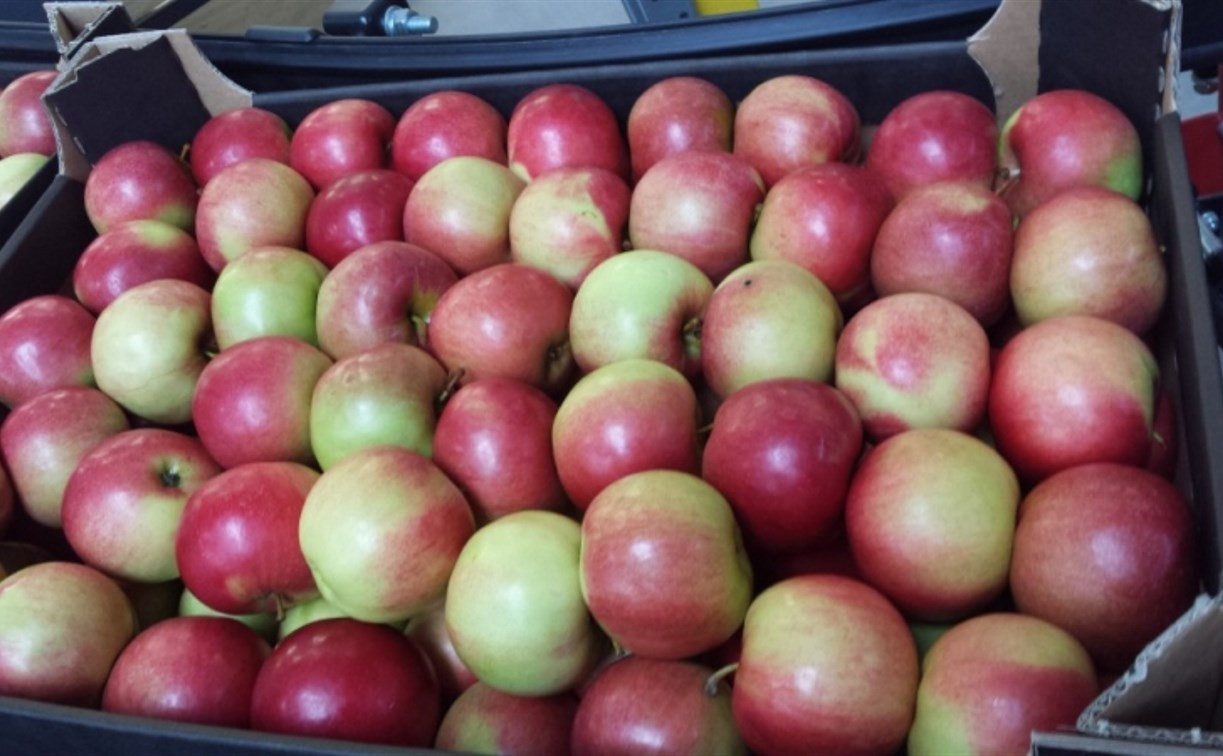 В Новомосковске на рынке нашли более 200 кг санкционных яблок