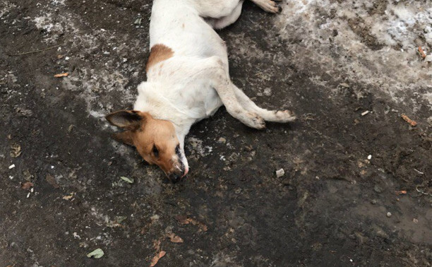 В Туле продолжается травля бездомных собак