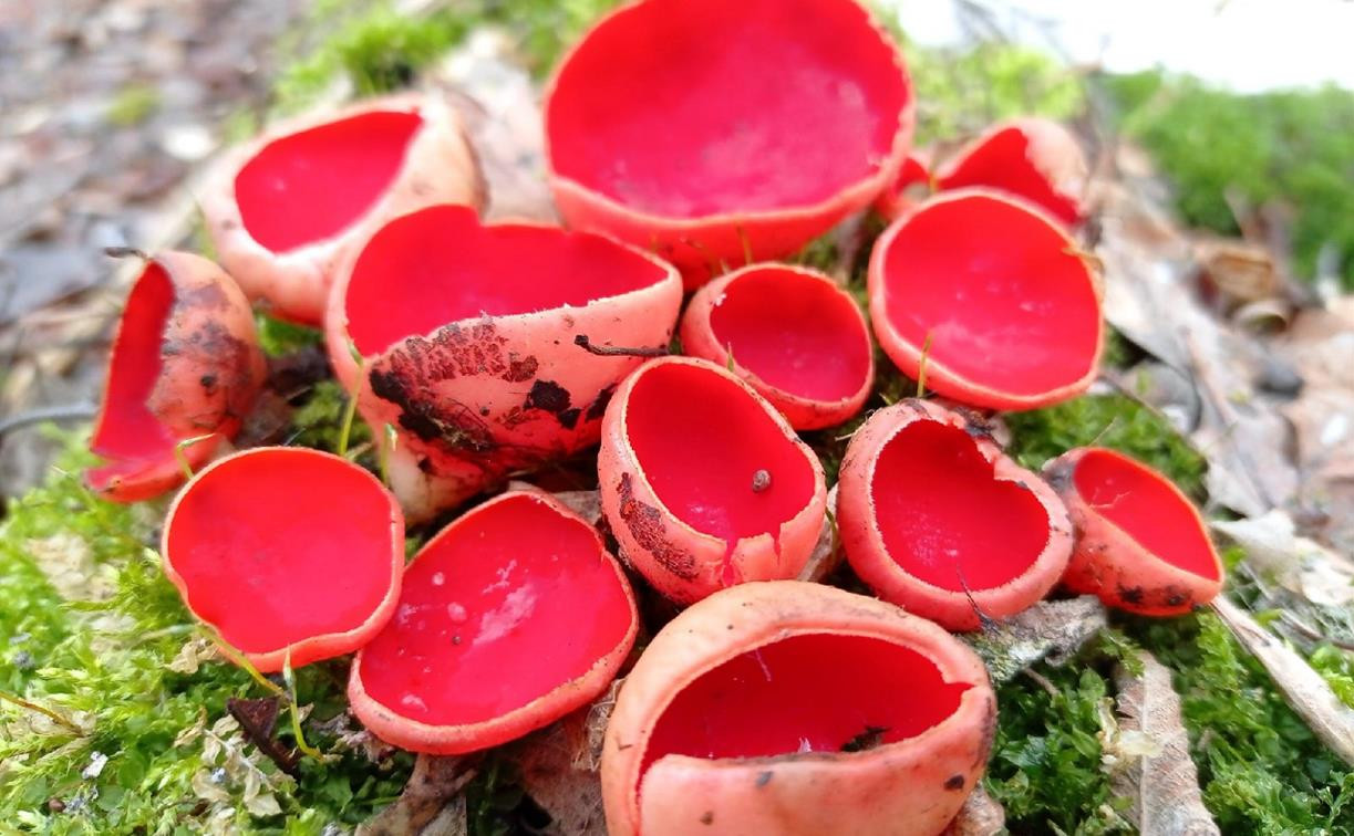 Первые весенние грибы: в лесах под Тулой выросли эльфовы чаши