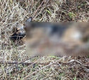 Расстрел домашних собак в Киреевском районе: полиция установила личность предполагаемого стрелка