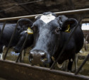 Россельхозбанк обозначил условия сохранения двух тульских молочных ферм