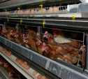 Из-за перебоев с кормлением "Суворовская птицефабрика" ежедневно теряет по 2,5 тысячи кур