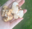 В Тульской области найден ещё один белый трюфель: грибники делятся «трофеями» в соцсетях
