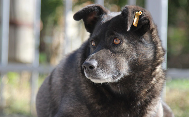 Жители Кимовска: «Стая бродячих собак растерзала мужчину»