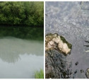 «Издеваются над речкой, сволочи!»: ефремовец снял загаженную стоками Красивую Мечу
