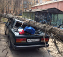 В Туле продолжают падать деревья: пострадали еще два автомобиля