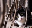 Кошкам под хвост: какие санкции ввели для российских домашних питомцев