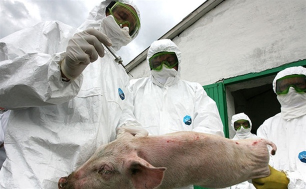  В Ясногорском районе зафиксировали смерть пяти свиней