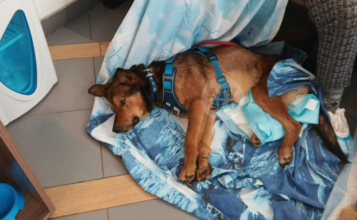 Неизвестный расстрелял собаку из ружья в посёлке Новогуровском