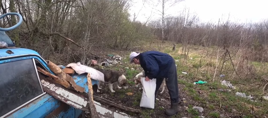 Бывший военный перевез в Кимовск свору собак: его питомцы заживо загрызли женщину