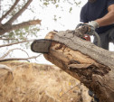 Ущерб почти в миллион рублей: в Тульской области возбуждено уголовное дело по факту незаконной вырубки деревьев